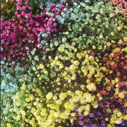 Gypsophile Rainbow